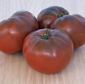 Marron Tomato Solanum lycopersicum seeds for garden planting